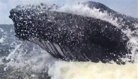 A­n­i­d­e­n­ ­f­ı­r­l­a­y­a­n­ ­b­a­l­i­n­a­ ­b­a­l­ı­k­ç­ı­l­a­r­ı­ ­k­o­r­k­u­t­t­u­